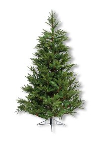 Frasier Fir 230cm
