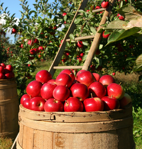 Fruitplanten en bomen