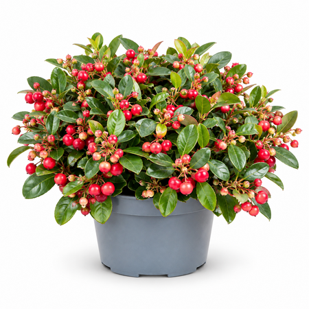 Gaultheria 'bergthee' schaal