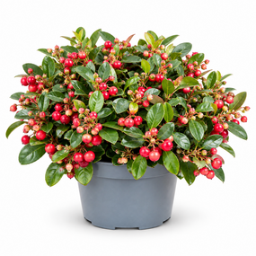 Gaultheria 'bergthee' schaal