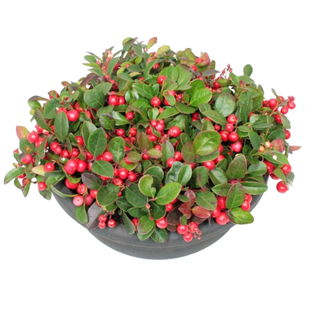 Gaultheria 'bergthee' schaal