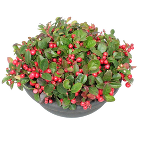 Gaultheria 'bergthee' schaal