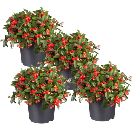 Gaultheria 'bergthee',vanaf