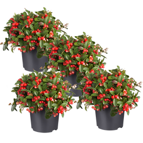 Gaultheria vanaf,