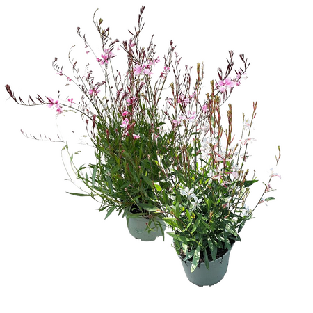 Gaura 'Prachtkaars'