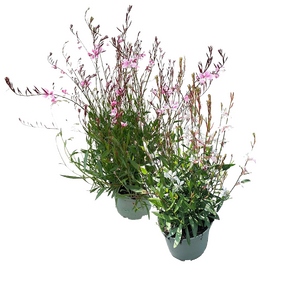 Gaura 'Prachtkaars'