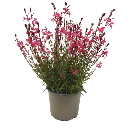 Gaura 'Prachtkaars'