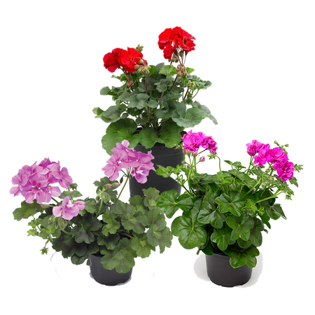 Geranium