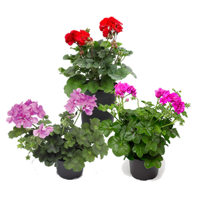 Geranium 'hang en staand'