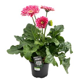 Gerbera garviania 60cm hoog