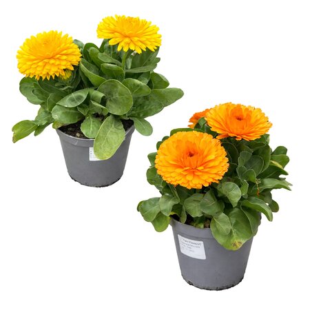 Goudsbloem (Calendula)
