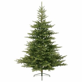 GRANDIS FIR 210cm