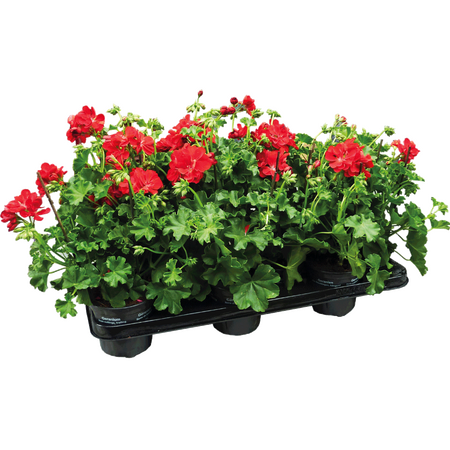 Hang geraniums, Per tray