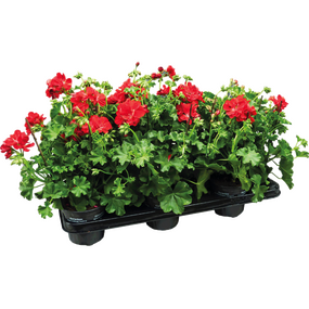 Hang geraniums, Per tray