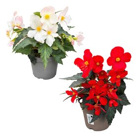 Hangbegonia (Victoria Falls)