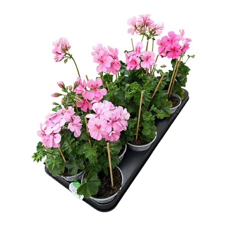 Hanggeranium, tray 12 stuks