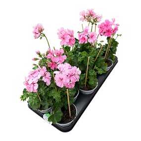 Hanggeranium, tray 12 stuks