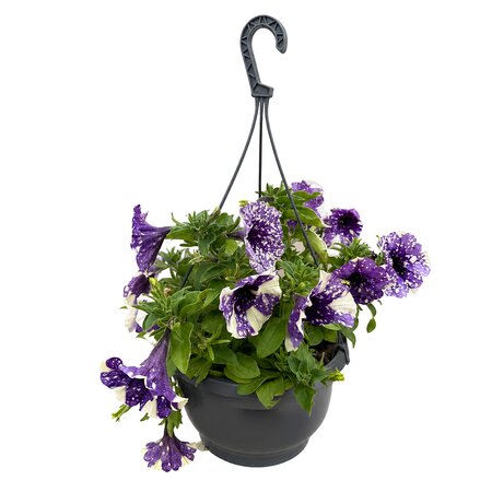 Hangpot Petunia vanaf