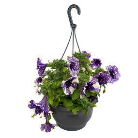 Hangpot Petunia vanaf