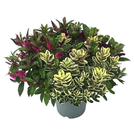 Hebe Andersonii 'Veronica'