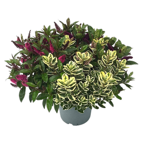Hebe Andersonii 'Veronica'