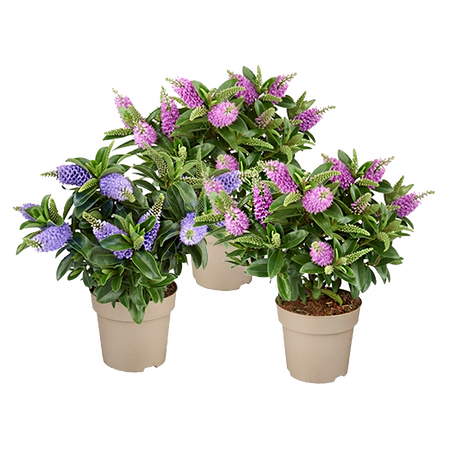 Hebe ''Veronica''