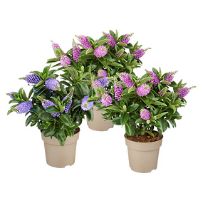 Hebe ''Veronica''