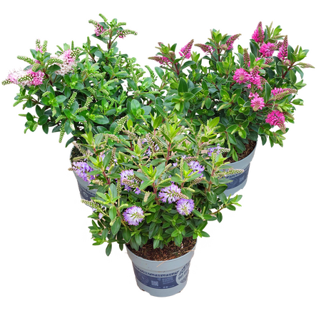 Hebe ''Veronica''