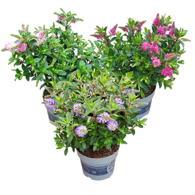 Hebe ''Veronica''