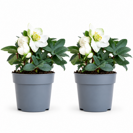Helleborus 'Kerstroos'
