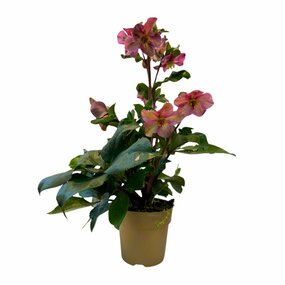 Helleborus 'kerstroos' Rood vanaf