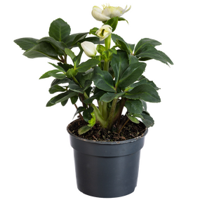 Helleborus 'Kerstroos' vanaf