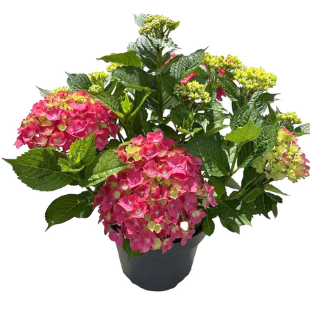 Hortensia