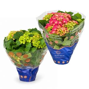 Hortensia div. kleuren