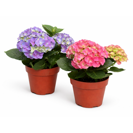Hortensia div. kleuren vanaf,
