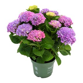 Hortensia Magical