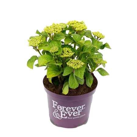 Hortensia, vanaf