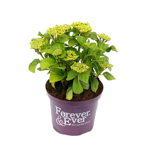 Hortensia, vanaf