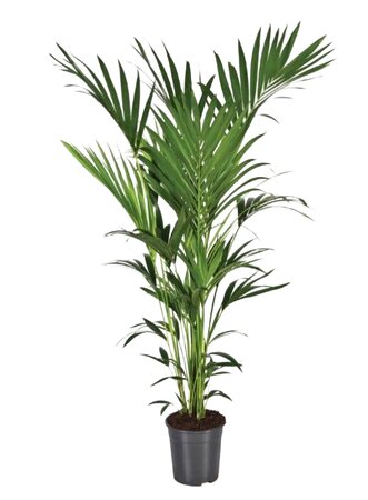 Howea Kentia Palm Planthoogte: ↕180cm