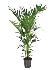 Howea Kentia Palm Planthoogte: ↕180cm