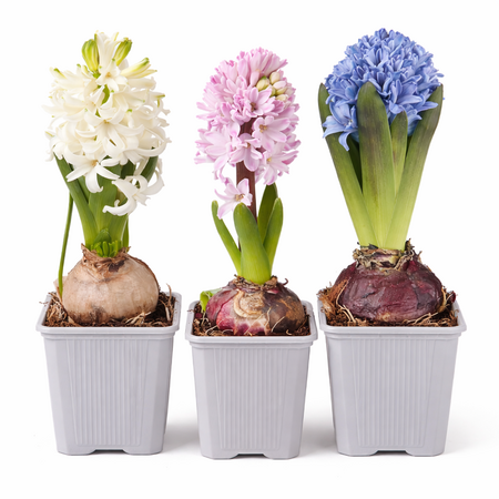 Hyacint div. kleuren