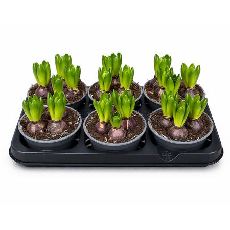 Hyacinthen in tray 6st.