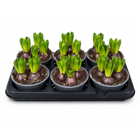 Hyacinthen in tray 6st.