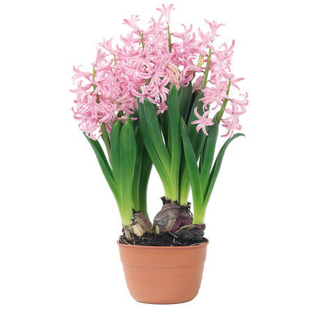 Hyacinthus bollen 3 in pot - afbeelding 2