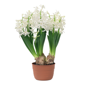Hyacinthus bollen 3 in pot - afbeelding 3