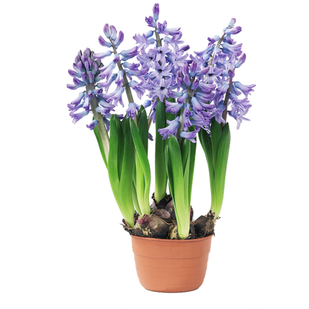 Hyacinthus bollen 3 in pot - afbeelding 4