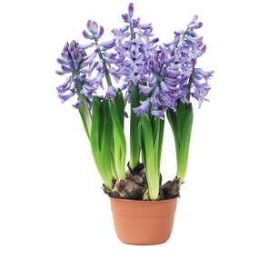 Hyacinthus bollen 3 in pot - afbeelding 4
