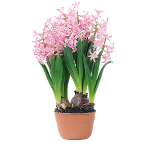 Hyacinthus bollen 3 in pot - afbeelding 5