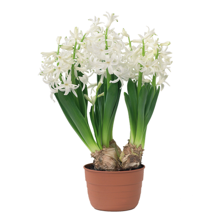 Hyacinthus bollen 3 in pot - afbeelding 6