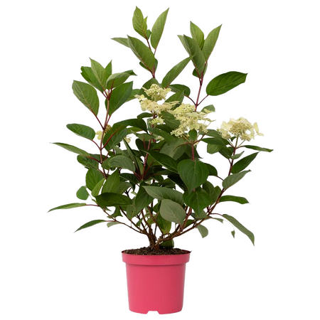 Hydrangea Paniculata 'Pluimhortensia' - afbeelding 1